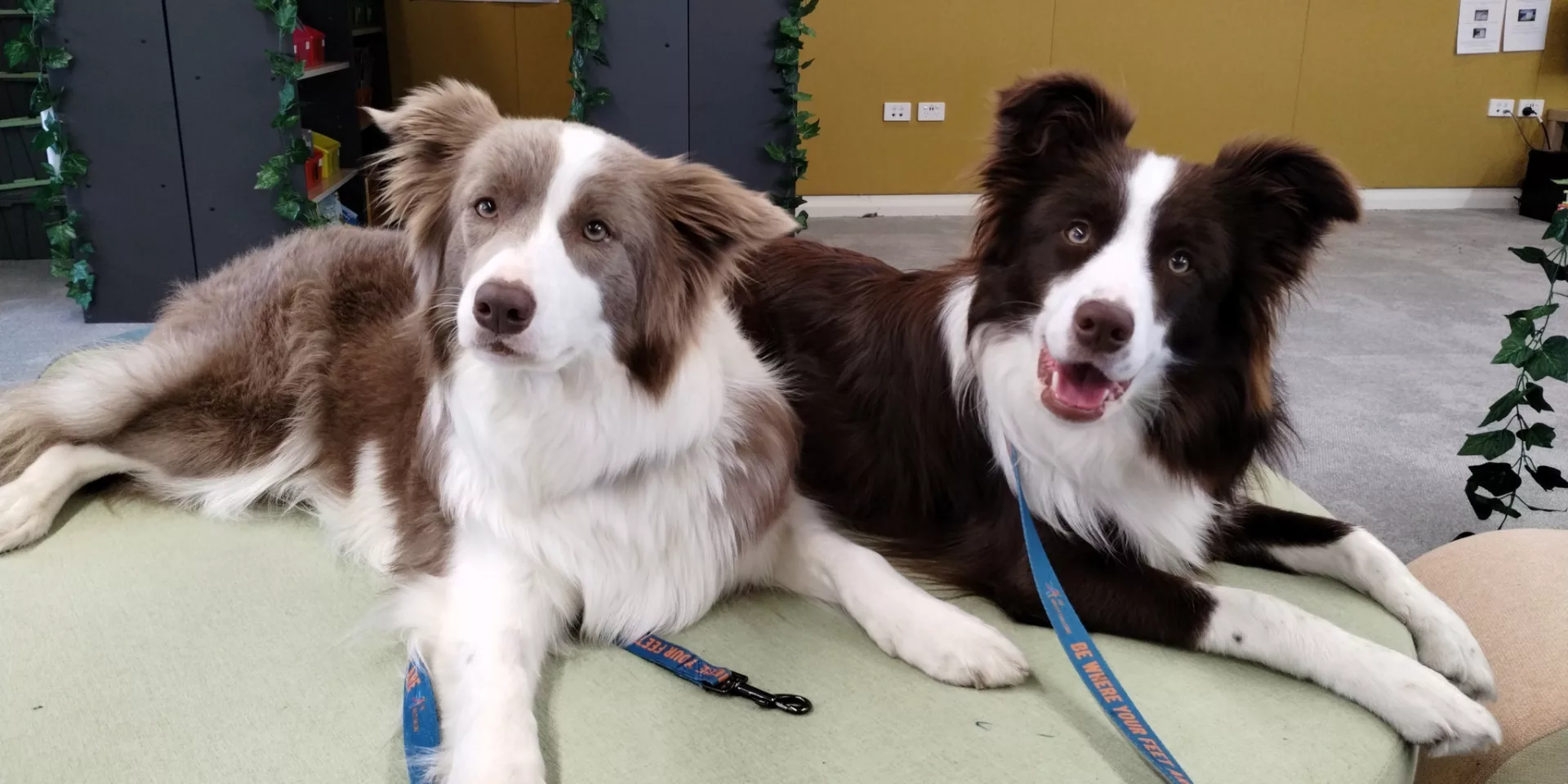 Diaz and Scully Court Grammar's Wellbeing Canines